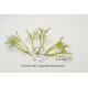 Baby breath flower, 3 bunches